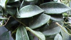 Hoya Thomsonii Hoya Thomsonii