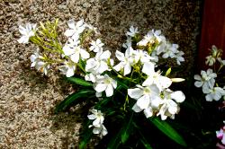 Oleander Oleander
