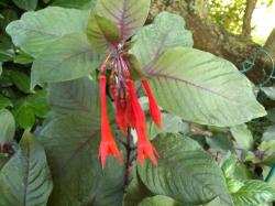 Fuchsie " Koralle " Fuchsie " Koralle "