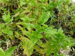 Spearmint - Minze Spearmint - Minze