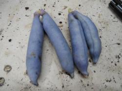 Decaisnea fargesii - Blaugurkenstrauch Decaisnea fargesii - Blaugurkenstrauch