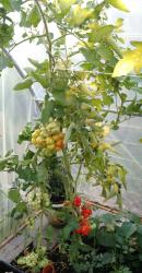Tomate Reisetomate Tomate Reisetomate