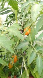 Tomate Fonarik Tomate Fonarik