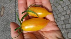 Tomate - Blush + eine weitere Sorte Tomate - Blush + eine weitere Sorte