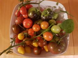 5 für 1 Tomatenmischung 5 für 1 Tomatenmischung