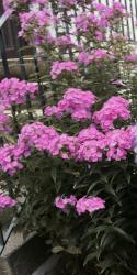 Flammenblume/Phlox hoch Flammenblume/Phlox hoch