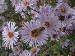 Herbstaster hell-lila Herbstaster hell-lila