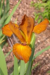 Iris spuria "Imperial Bronze" (Samen) Iris spuria "Imperial Bronze" (Samen)