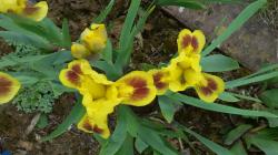 Iris "Brassie" Iris "Brassie"