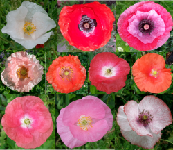 Klatschmohn-Mix Klatschmohn-Mix