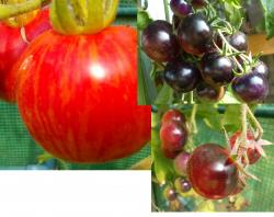 Tomatensamen 5 x 7 Korn zum Aussuchen Tomatensamen 5 x 7 Korn zum Aussuchen