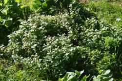 Pfefferminze aus unserem Permakulturgarten Pfefferminze aus unserem Permakulturgarten