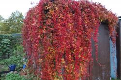 Wilder Wein Wilder Wein