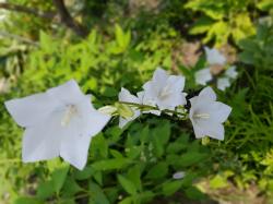 Pfirsichblättrige Glockenblume Pfirsichblättrige Glockenblume