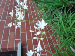 5 Schmucklilien "Dwarf White" 5 Schmucklilien "Dwarf White"