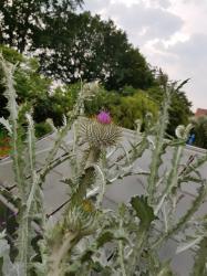 Eselsdistel Eselsdistel