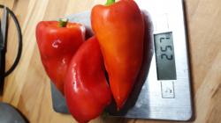 Set / 20 Samen rote Frühpaprika + 1 x andere Samen Set / 20 Samen rote Frühpaprika + 1 x andere Samen