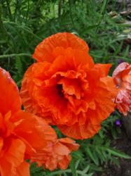 Stauden-Mohn - 3 Jungpflanzen/Sämlinge Stauden-Mohn - 3 Jungpflanzen/Sämlinge