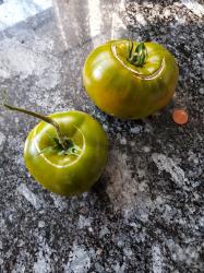 Tomate Moldovan Green Tomate Moldovan Green