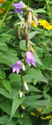 Waldglockenblume Waldglockenblume