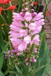 Gelenkblume, Etagenerika, 12 Samen Gelenkblume, Etagenerika, 12 Samen