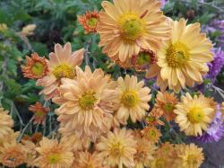 winterharte Chrysantheme-gelb-rosafarben winterharte Chrysantheme-gelb-rosafarben
