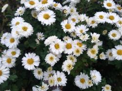 winterharte Chrysantheme-weiß-nicht gefüllt winterharte Chrysantheme-weiß-nicht gefüllt