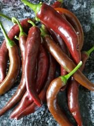 Chili Cayenne braun Chili Cayenne braun