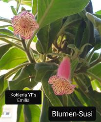 Kohleria YF's Emilia Kohleria YF's Emilia