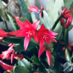 Osterkaktus mit dunkelroten Blüten Osterkaktus mit dunkelroten Blüten