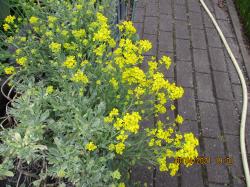 BLUMENSAMENMIX BLUMENSAMENMIX