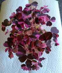Oxalis plum crazy Oxalis plum crazy