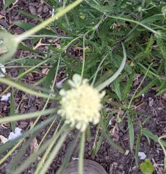 Knautia, Witwenblumme Knautia, Witwenblumme