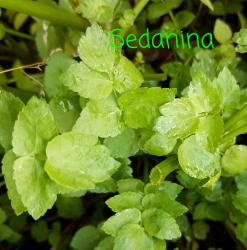 Smoothiepflanze Sedanina Smoothiepflanze Sedanina