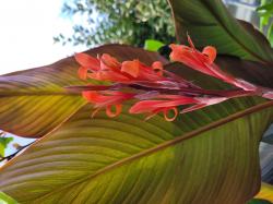 Riesencanna Riesencanna