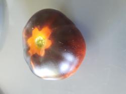 Tomate Indigo Apple Tomate Indigo Apple