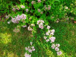 Wilder Majoran / Dost / Oregano