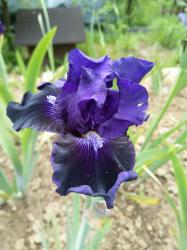 Iris "Star in the Night" Iris "Star in the Night"