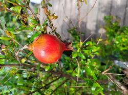 Minigranatapfel Minigranatapfel
