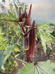 Okra Samen "Burgundy Red" Variation Okra Samen "Burgundy Red" Variation