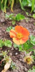 Geum coccineum Geum coccineum
