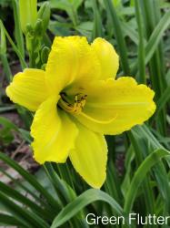 Hemerocallis "Green Flutter" Hemerocallis "Green Flutter"