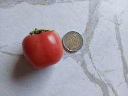 5 Samen  Humboldtii Wildtomate