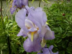 Iris Pallida fliederfarben