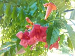 Trompetenblume Tango Trompetenblume Tango