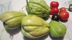 Chayotefrucht Stück 4 Chayotefrucht Stück 4
