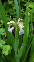 Koralleniris Koralleniris