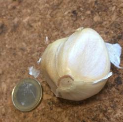 Elefantenknoblauch Steckzwiebel Elefantenknoblauch Steckzwiebel