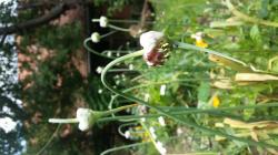 3 Sorten Bulbillen von Knoblauch 3 Sorten Bulbillen von Knoblauch