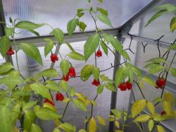 bishops crown / Glockenchili (Samen) bishops crown / Glockenchili (Samen)